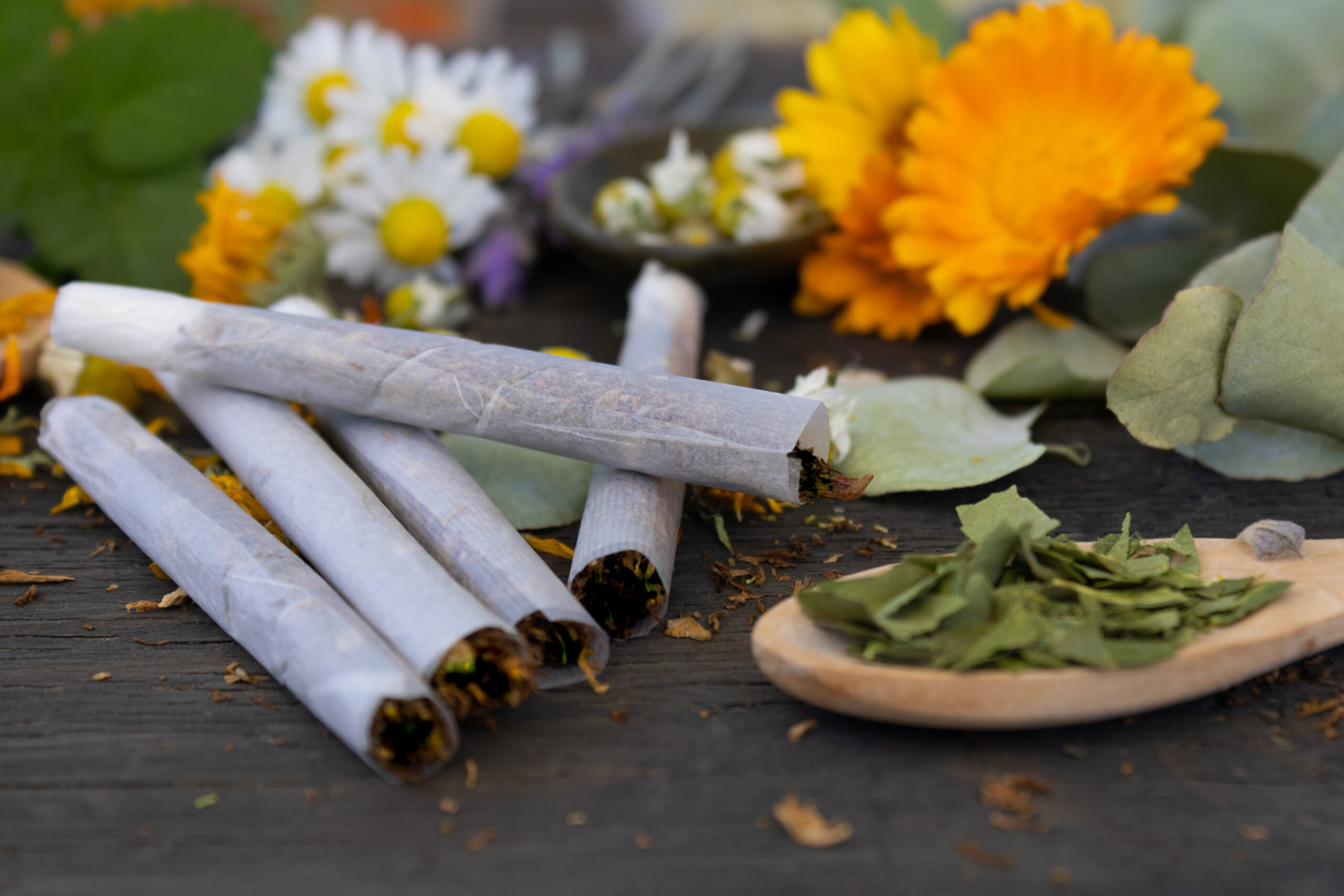 Artemesia Lge Scaled